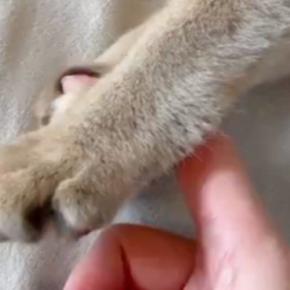 指を触りたそうにしていた猫→近づけてみると…まさかの『尊すぎる光景』が21万表示「噛むかと思ったらｗ」「天使の戯れ」と反響