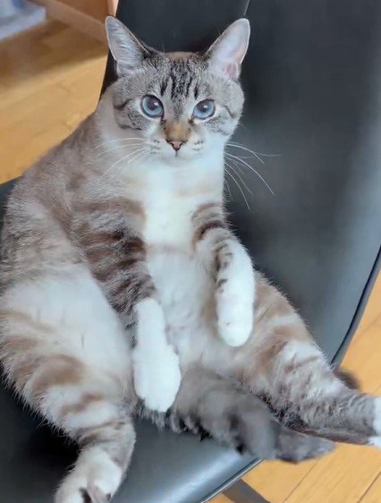 背もたれに体を預ける猫