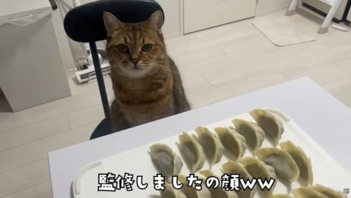 椅子に座っている猫