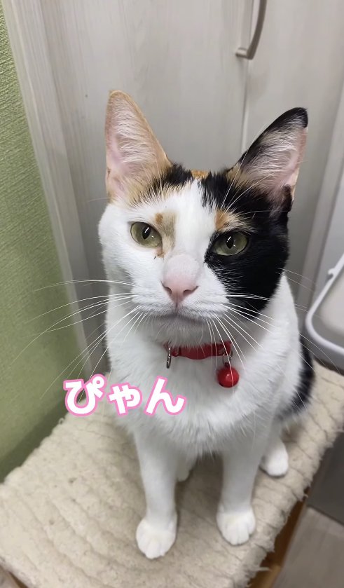 お座りをしているカメラ目線の三毛猫