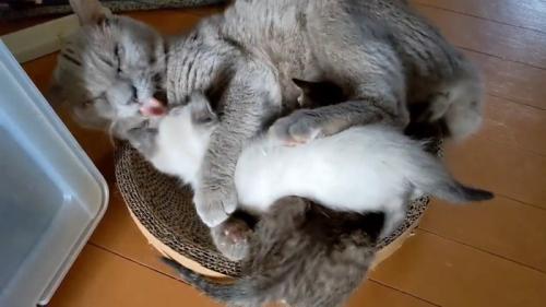 子猫をなめる成猫