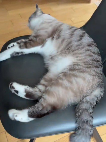 椅子に寝転がるヴェルちゃん