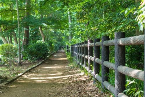 井の頭公園の遊歩道