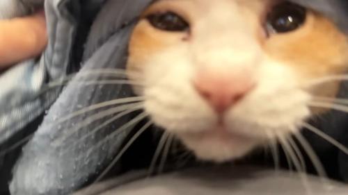 ロビンくんのドアップ
