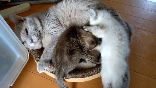 場所の取り合いをする子猫たち