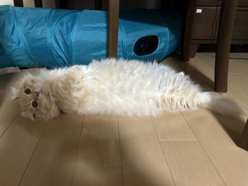 えび天みたいな猫