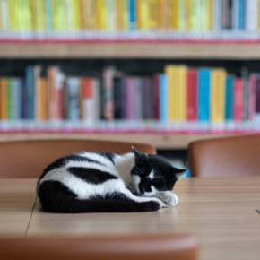 本が大好きニャン！　熱心に「図書館通い」を続けた猫たち　英国