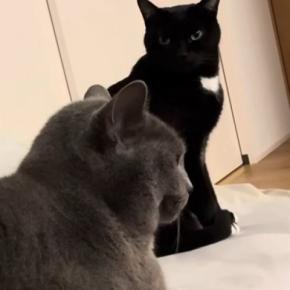 膝の上でくつろぐ猫の隣で、もう1匹が『順番待ち』……ママを独り占めしたい『猫たちの様子』に「めっちゃ可愛い」「ニヤニヤした」の声