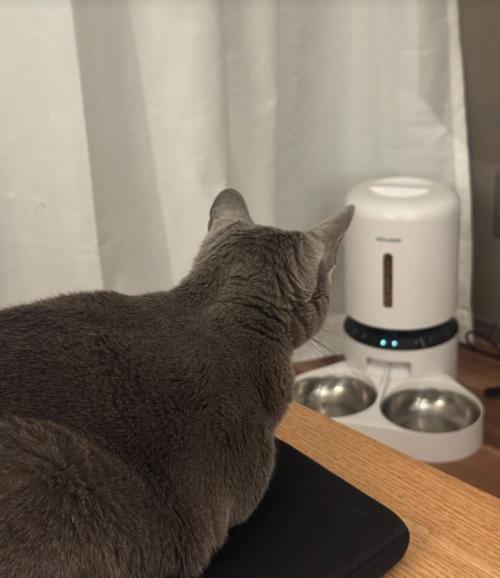 テーブルの上から自動給餌器を見つめる猫