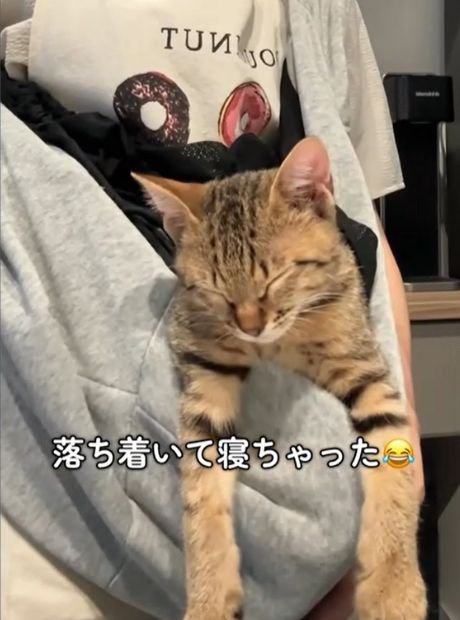 抱っこ紐の中で眠る子猫