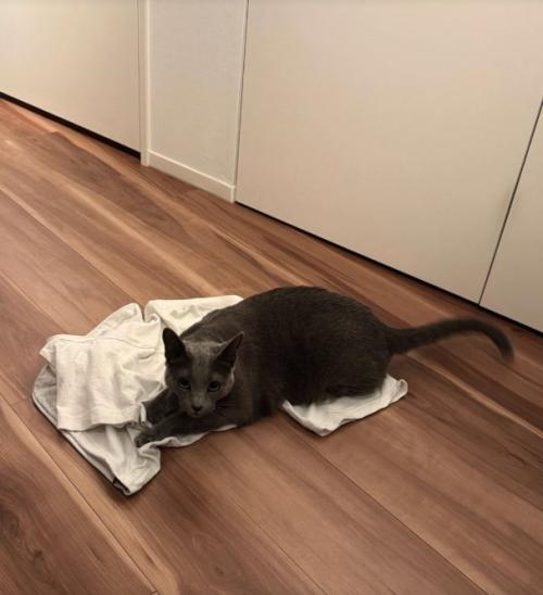 床に置いた服の上にいる猫