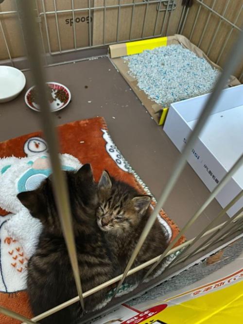 ケージの中で向かい合ってくっつく子猫たち