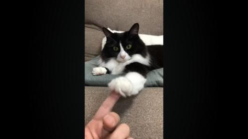 前足を上に