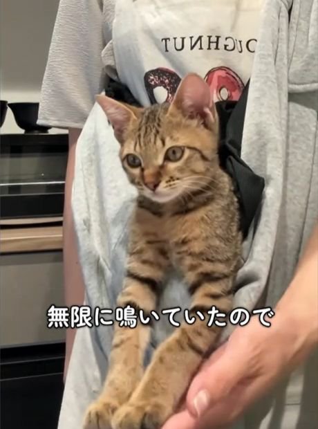 抱っこ紐に入った子猫の前足に触れる飼い主