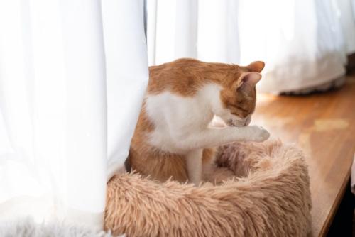 顔周りをグルーミングする猫