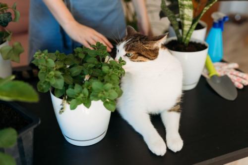 植物に顔を近づける猫