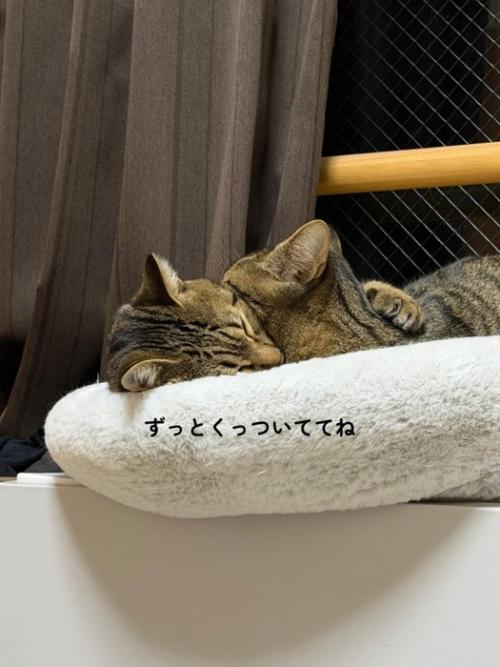 抱き合うように寝る2匹の猫