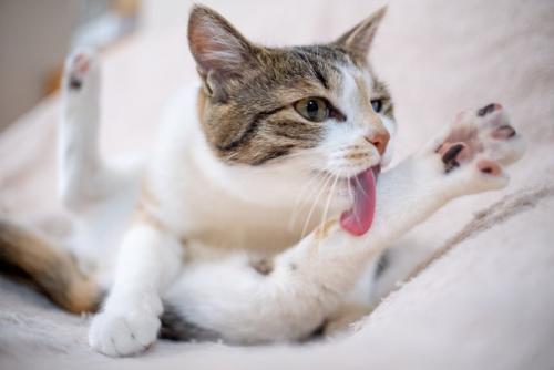 大胆な姿勢でグルーミングしている猫