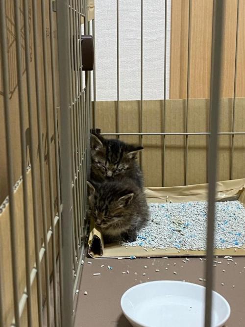 ケージの隅にいる子猫たち