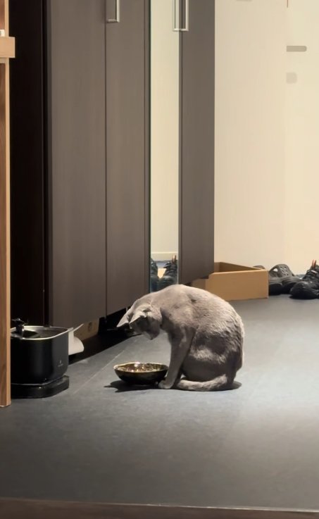 お皿の前でお座りをしている俯いた猫