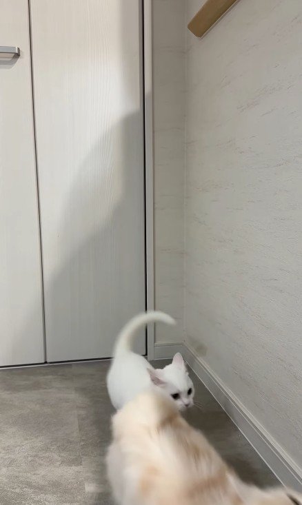 2匹の猫