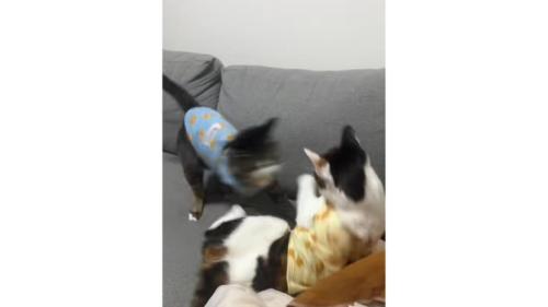ケンカしている猫たち