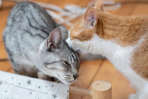 猫同士のグルーミング