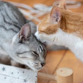 猫が『グルーミング』を欠かさない理由4選　意外な役割やさまざまなメリットを解説