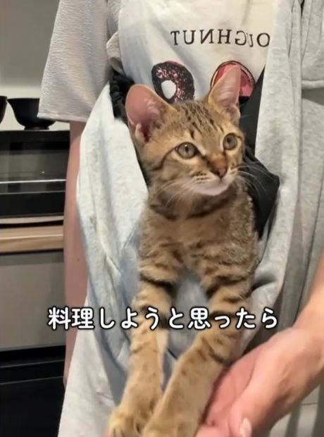 抱っこ紐の中で顔をあげて横を見ている猫