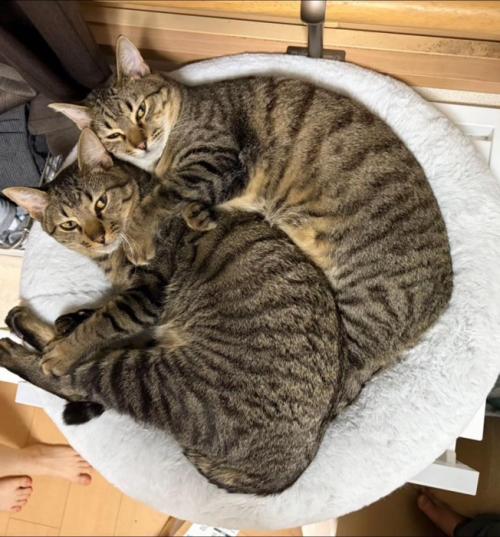 猫ベッドで横になるカメラ目線の猫