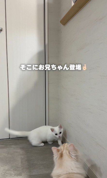 子猫と兄猫