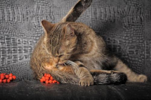 おしりを舐める猫