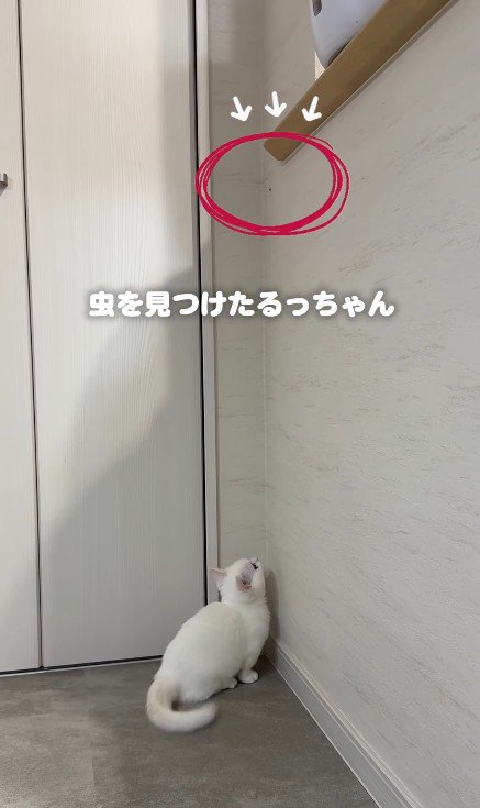 虫を見ている子猫