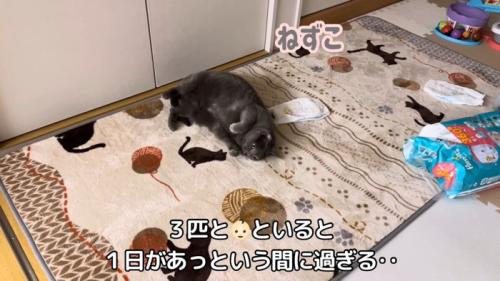 テロップ(下)「三匹と~」