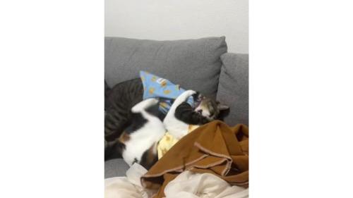 ケンカしている猫たち