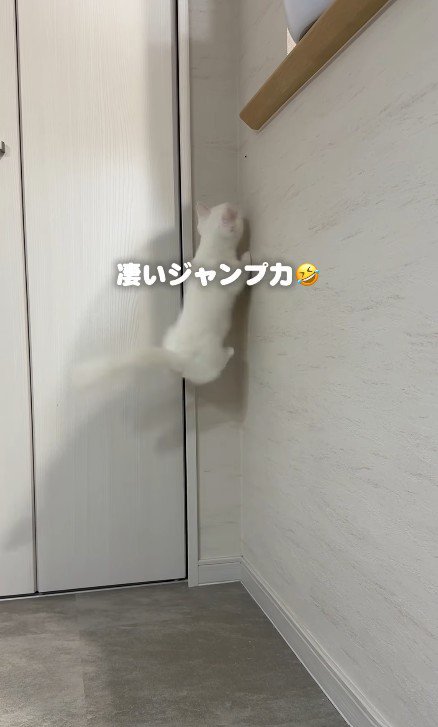 ジャンプする子猫