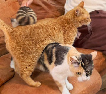 猫の模様に似たたわしブラシ