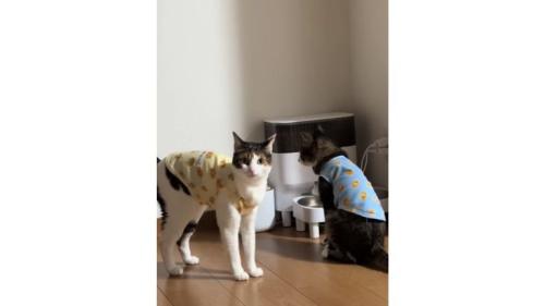 給餌器前の猫