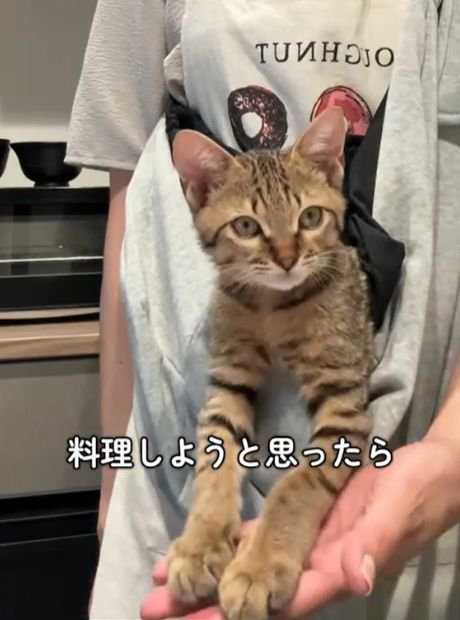 抱っこ紐の中で人の手に前足をのせる猫