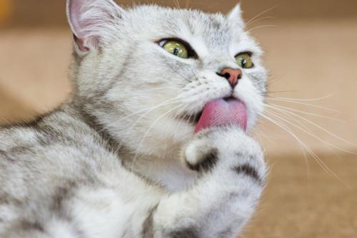 グルーミング中の猫