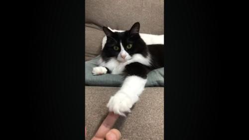 前足を下に