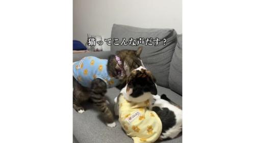 ケンカしている猫たち
