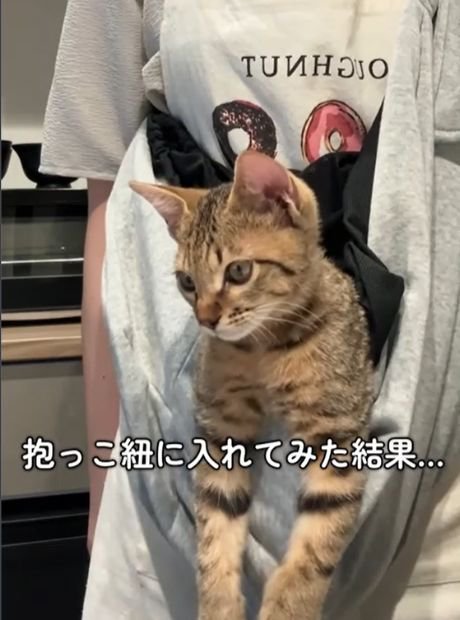 抱っこ紐の中で目を閉じる子猫