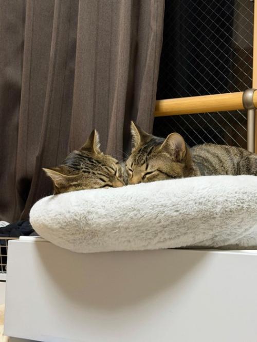 顔を寄せて寝る2匹の猫