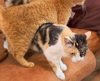 猫の下にもぐる三毛猫