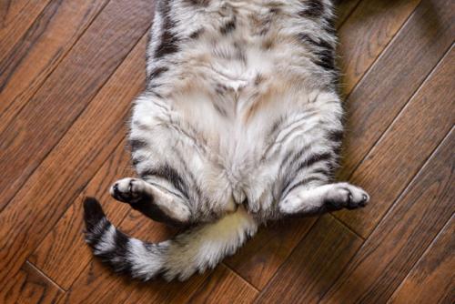 もふもふな猫のお腹