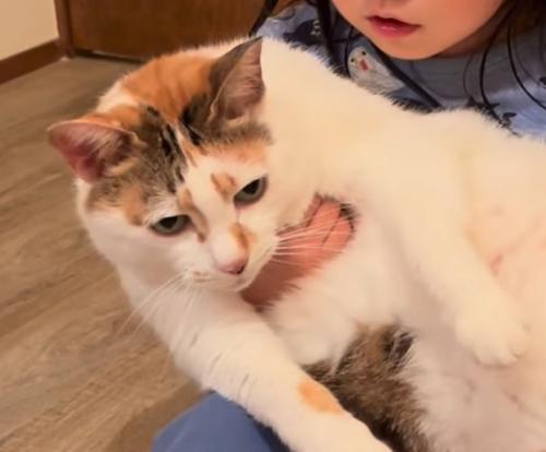虚無顔の猫2