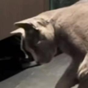 妙に静かな猫、様子を見に行くと『水入れの前』で……まさかの光景が147万再生「すっごい頭いいんだろうな」「芸術家が誕生した瞬間」