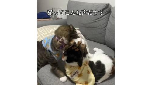 ケンカしている猫たち