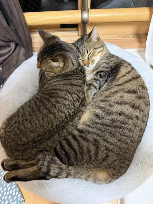 一つの猫ベッドで寝る2匹の猫